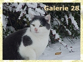 Snow_Nauni