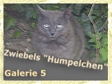 Fotos von Humpelchen