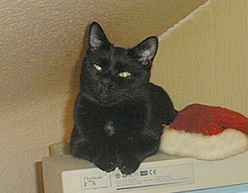 Schmusy bewacht den Monitor